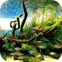 Water Garden Wallpaper