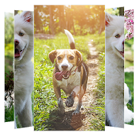 Dog Wallpapers