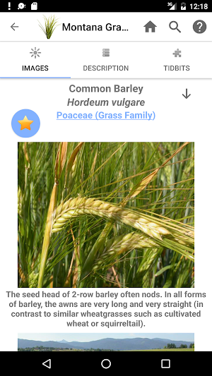 Montana Grasses Screenshot 3