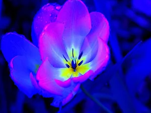 🌷🌷Pictures of Flowers: Beautiful Images To Share Screenshot 2