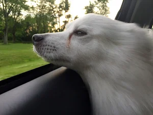 American Eskimo Dog Wallpapers screenshot 2