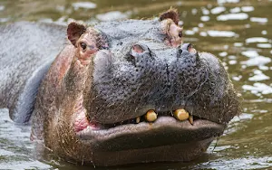 Hippo Wallpaper HD Screenshot 3
