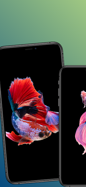 Fish wallpapers-4k Backgrounds Screenshot 3
