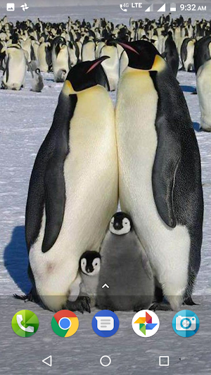 Penguin Wallpaper Screenshot 3