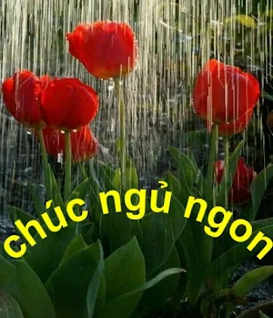 chúc ngủ ngon Screenshot 0