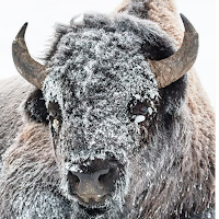 Bison Wallpaper