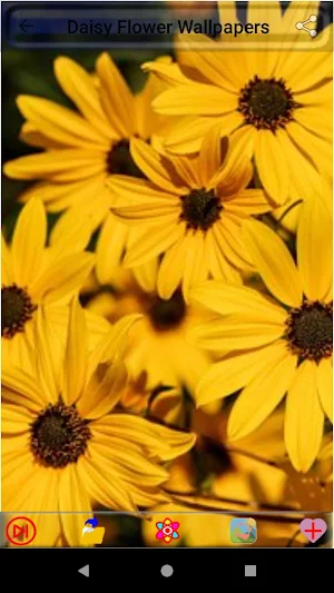 Daisy Flower Wallpapers Screenshot 2