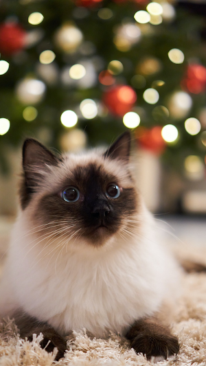 Christmas Wallpaper Screenshot 3