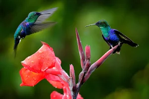 Humming bird Screenshot 0