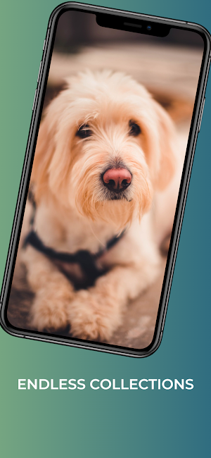 Puppy wallpapers-4k Background Screenshot 2