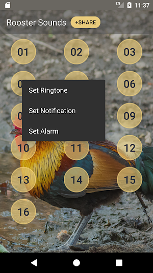 Red Junglefowl Call Sounds Screenshot 2