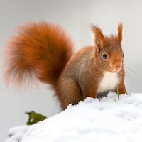 Squirrel Wallpapers
