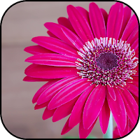 Gerbera wallpapers