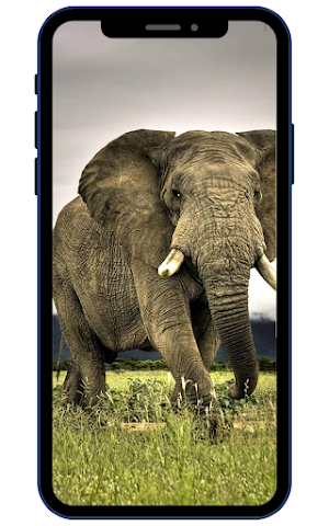 Wild Animal Wallpaper 4K Screenshot 0