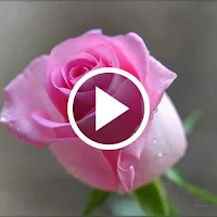 Rose Video Wallpaper