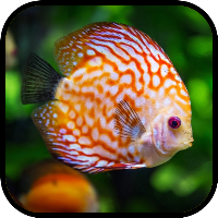Fish Wallpapers