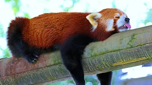 Red Panda Wallpapers Screenshot 0