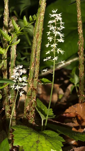 Foamflower Wallpaper Screenshot 0