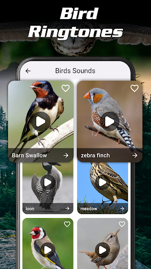 Animal Ringtones Birds Sounds Screenshot 1