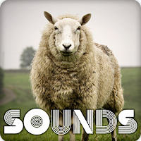 Sheep Sound Ringtones