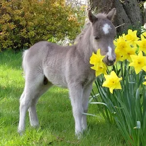 Ponies Screenshot 1