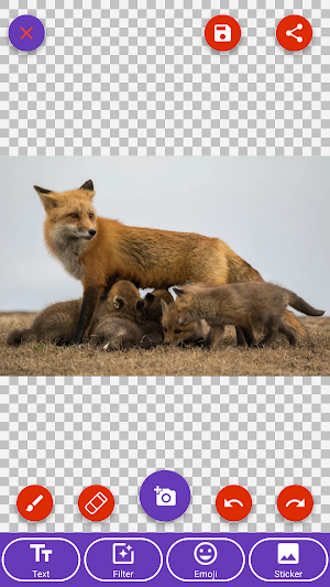 Arctic Fox, Baby Fox, Fox Wallpapers Screenshot 1