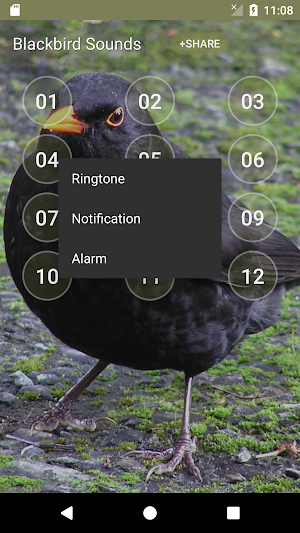 Black Bird Call Sounds Screenshot 1