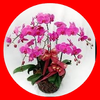 Decorative plants