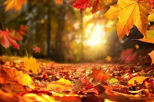Autumn Wallpapers 4k 2023 Screenshot 3