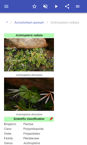 Fern species Screenshot 2