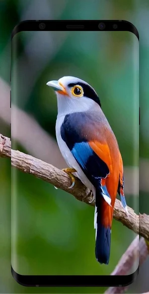 Bird Wallpapers Screenshot 0