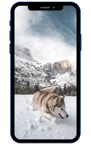 Husky Dog Wallpapers Screenshot 0
