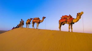 Camel Wallpapers Screenshot 0