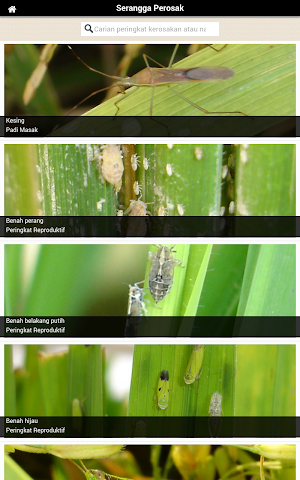 MARDI MyPerosakPadi Screenshot 1