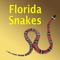 Florida Snakes