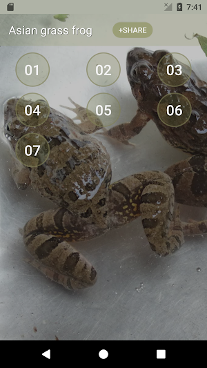 Asian grass frog Sounds Screenshot 0