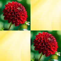 Flower Match Game