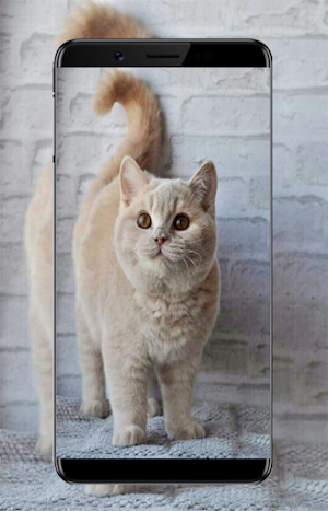 Kitten Wallpapers Screenshot 2