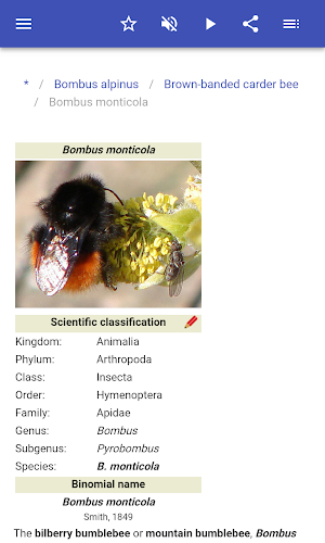 Bumblebees Screenshot 3