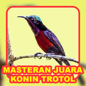 Masteran Juara Konin Trotol Screenshot 3