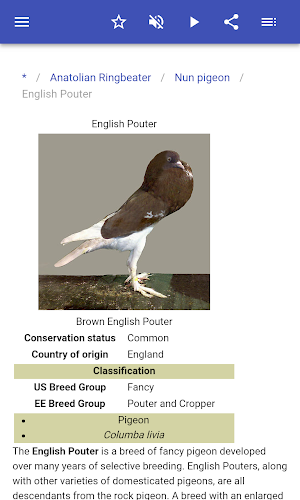 Breeds of pigeons Screenshot 3