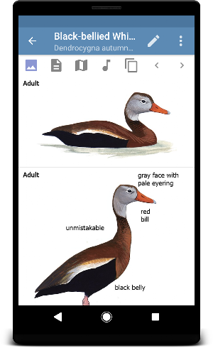 Sibley Birds 2nd Edition Screenshot 2