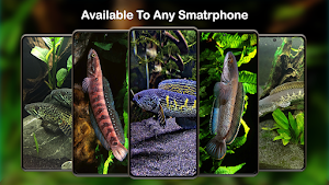Channa Fish Wallpapers HD Screenshot 1