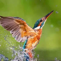 Kingfisher Bird Wallpaper