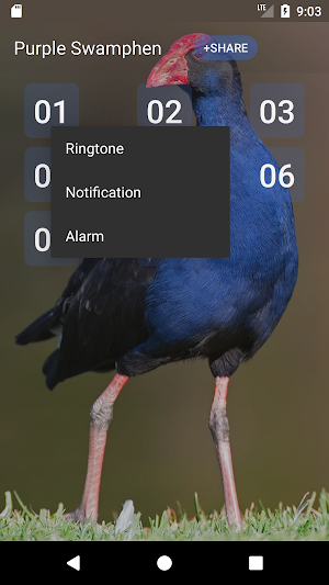 Purple Swamphen Sounds Screenshot 1