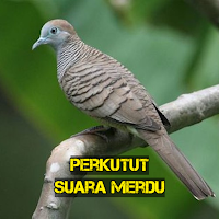 Perkutut Suara Merdu