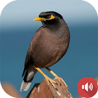 Mynas Bird Sounds
