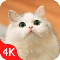 Cute Cat Wallpaper Live HD 4K