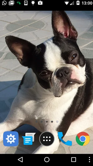 boston terrier wallpaper Screenshot 1