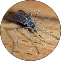 Mosquito sounds